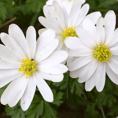 Анемона Бланда Уайт Сплендор Анемона Бланда Уайт Сплендор фото