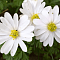 Анемона Бланда Уайт Сплендор Анемона Бланда Уайт Сплендор фото