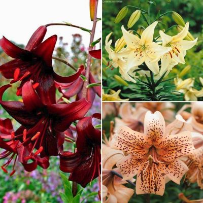 Комплект тигровых лилий Капучино Комплект тигровых лилий Капучино - Dolina-Sad.Ru