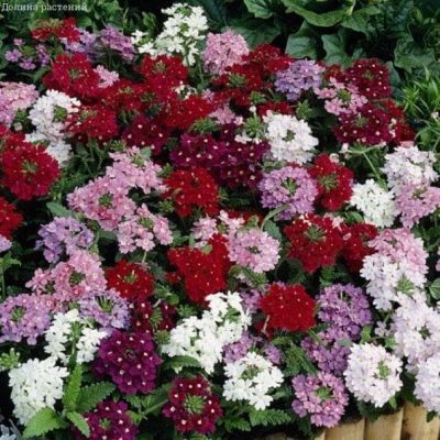 Вербена Очаровательные глазки Вербена Очаровательные глазки фото