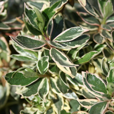 Абелия крупноцветковая Конти фото