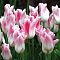 Тюльпан Холланд Чик Тюльпан Холланд Чик фото