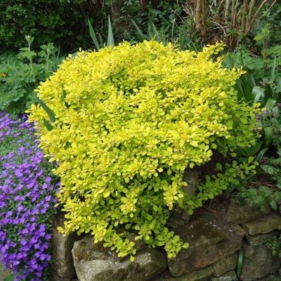 Барбарис Тунберга Ауреа, С3 - Dolina-Sad.Ru