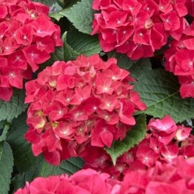 Гортензия крупнолистная Спиди Ред Импрувд Гортензия крупнолистная Спиди Ред Импрувд - Dolina-Sad.Ru