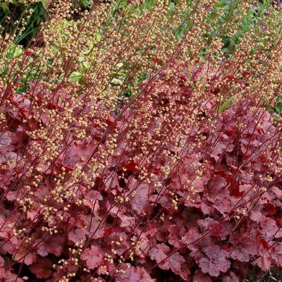 Гейхера Рут Бир Гейхера Рут Бир - Dolina-Sad.Ru