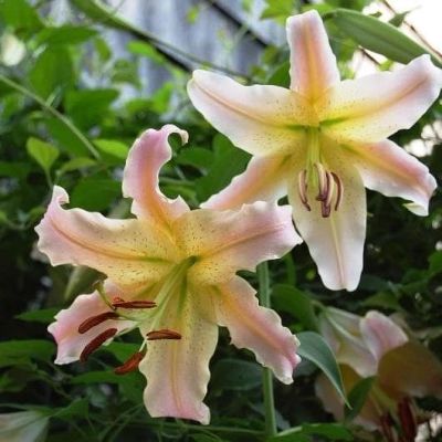 Лилия Элюзив Лилия Элюзив фото