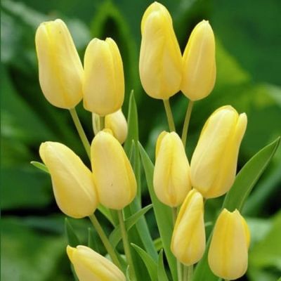 Тюльпан Ханс Дитрих Геншер Тюльпан Ханс Дитрих Геншер фото