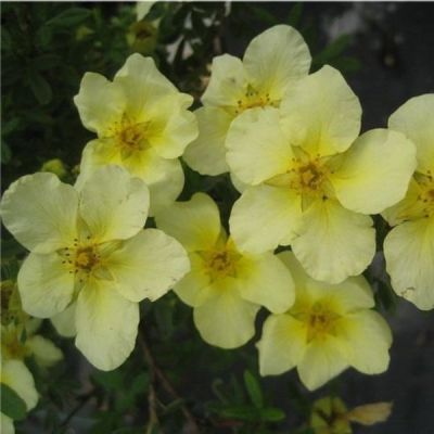 Лапчатка кустарниковая Лаймлайт Лапчатка кустарниковая Лаймлайт - Dolina-Sad.Ru