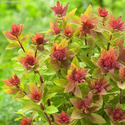 Спирея японская Спарклинг Шампань, С2 - Dolina-Sad.Ru