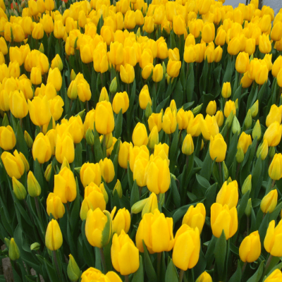 Тюльпан Стронг Голд Тюльпан Стронг Голд фото