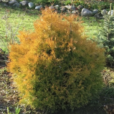 Туя западная Рейнголд Туя западная Рейнголд фото