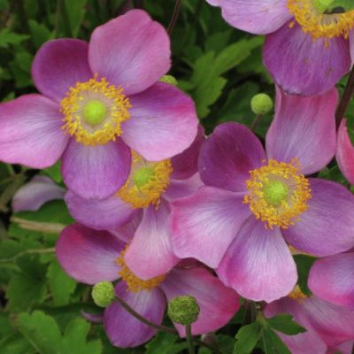 Анемона Розеншале Анемона Розеншале - Dolina-Sad.Ru