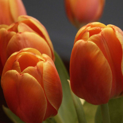 Тюльпан Оранж Бриллиант Тюльпан Оранж Бриллиант - Dolina-Sad.Ru