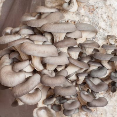 Вешенка обыкновенная (в контейнере) Вешенка обыкновенная (в контейнере) фото