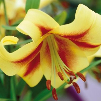 Лилия Роберт Свонсон фото