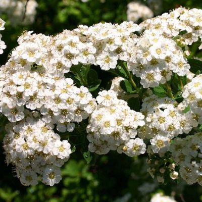 Спирея ниппонская Сноумаунд фото