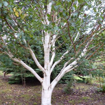 Береза Жакмона Лонг Транк фото