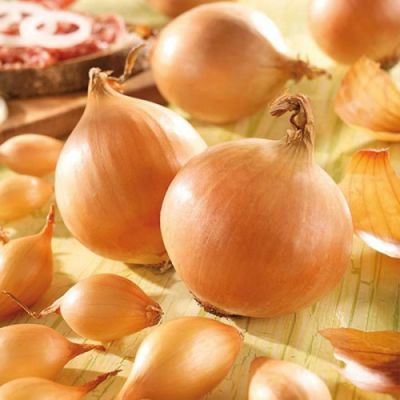 Лук-севок Коррадо (10-21мм) фото