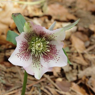 Морозник Боллим - Dolina-Sad.Ru