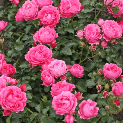 Роза Моин Моин фото