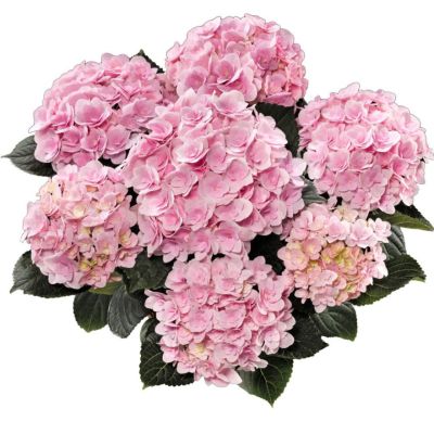 Гортензия крупнолистная Флорентина Гортензия крупнолистная Флорентина - Dolina-Sad.Ru