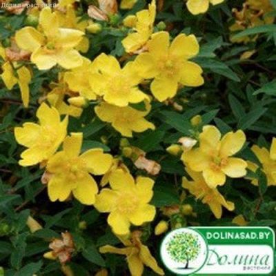 Зверобой продырявленный Солнечный Зверобой продырявленный Солнечный фото