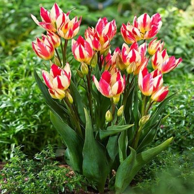 Тюльпан Триколет фото