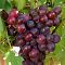 Виноград Кардинал Виноград Кардинал - Dolina-Sad.Ru