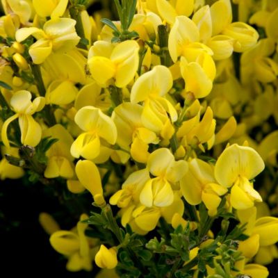 Ракитник ранний Олголд Ракитник ранний Олголд - Dolina-Sad.Ru