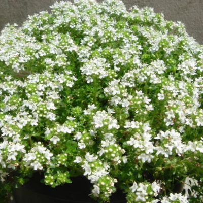 Тимьян ползучий Альбус , P9 Тимьян ползучий Альбус , P9 фото