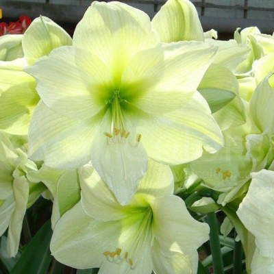 Амариллис Луна Амариллис Луна фото