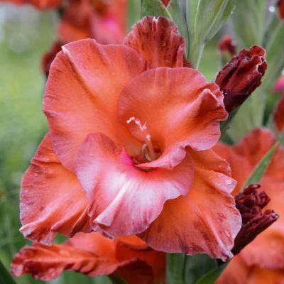 Гладиолус Бимбо Гладиолус Бимбо фото