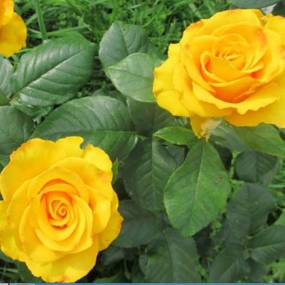 Роза Керио Роза Керио - Dolina-Sad.Ru