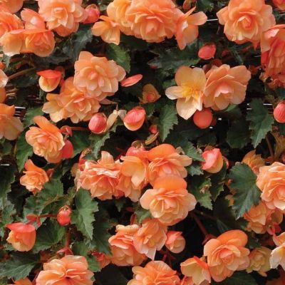 Бегония Фрагрант Фоллс Пич Бегония Фрагрант Фоллс Пич - Dolina-Sad.Ru