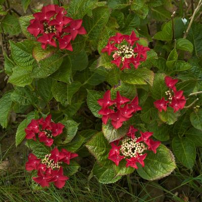 Гортензия крупнолистная Ротшванц фото