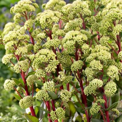 Седум Саммер Сюрпрайз Седум Саммер Сюрпрайз - Dolina-Sad.Ru