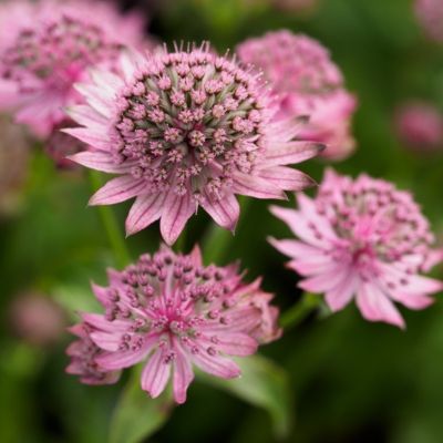 Астранция крупная Пинк Прайд Астранция крупная Пинк Прайд - Dolina-Sad.Ru