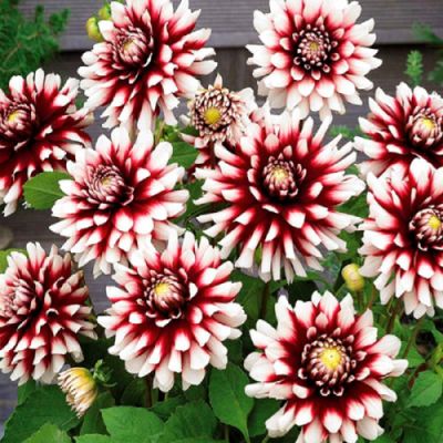 Георгина Сайдельштольц Георгина Сайдельштольц фото