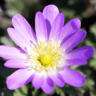 Анемона Бланда Чармер Анемона Бланда Чармер фото