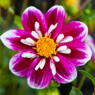 Георгина Импрешен Фабула - Dolina-Sad.Ru