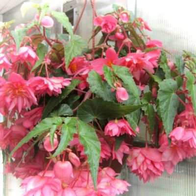 Бегония Беллекония Розе Бегония Беллекония Розе - Dolina-Sad.Ru