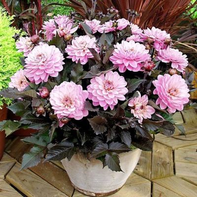 Георгина Мелоди Хармони Георгина Мелоди Хармони фото