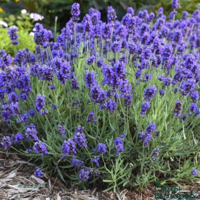 Лаванда, С3 Лаванда, С3 - Dolina-Sad.Ru