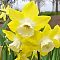 Нарцисс Пипит Нарцисс Пипит фото