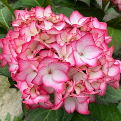 Гортензия крупнолистная Мираи - Dolina-Sad.Ru