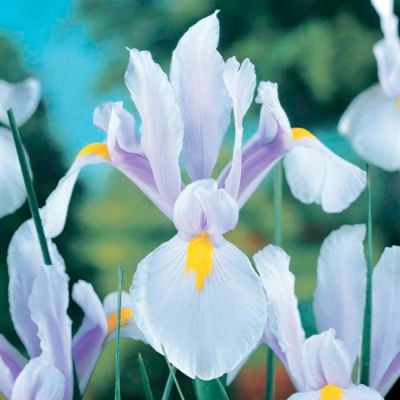 Ирис Кармен Ирис Кармен - Dolina-Sad.Ru