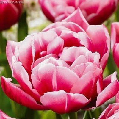 Тюльпан Коламбус Тюльпан Коламбус фото