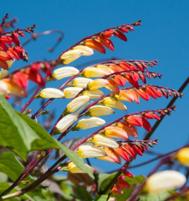Ипомея Динь-Динь "Чудесный балкон" Ипомея Динь-Динь "Чудесный балкон" фото