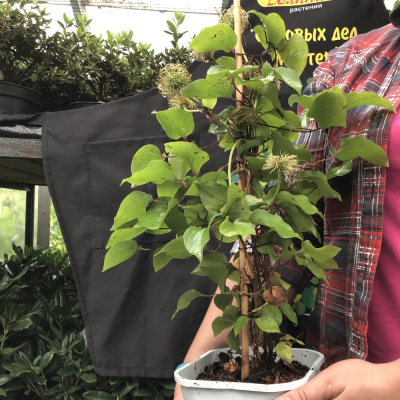 Клематис Хакуоокан Клематис Хакуоокан фото