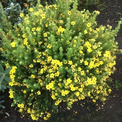 Лапчатка кустарниковая Белла Линдси. С3 - Dolina-Sad.Ru